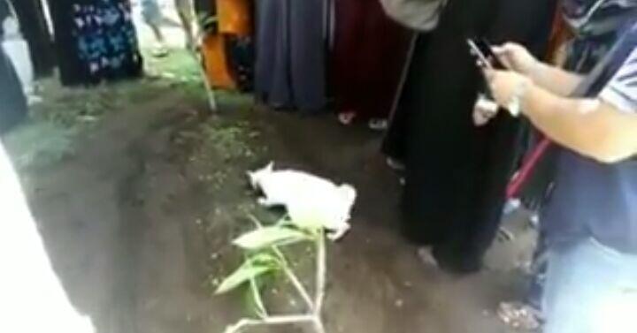 Seekor Kucing Enggan Pergi Dari Kuburan Seorang Kakek Yang Memeliharanya