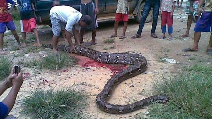 Warga Tangkap Ular Lalu Dibedah Perutnya, Isi Perutnya Jadi Santapan Warga