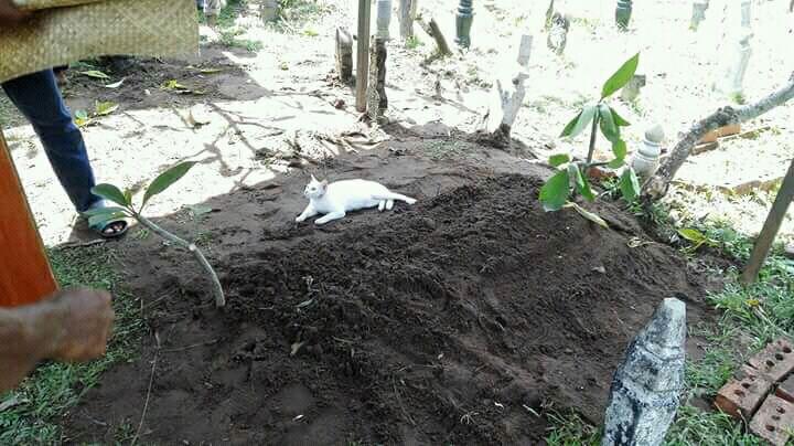Seekor Kucing Enggan Pergi Dari Kuburan Seorang Kakek Yang Memeliharanya