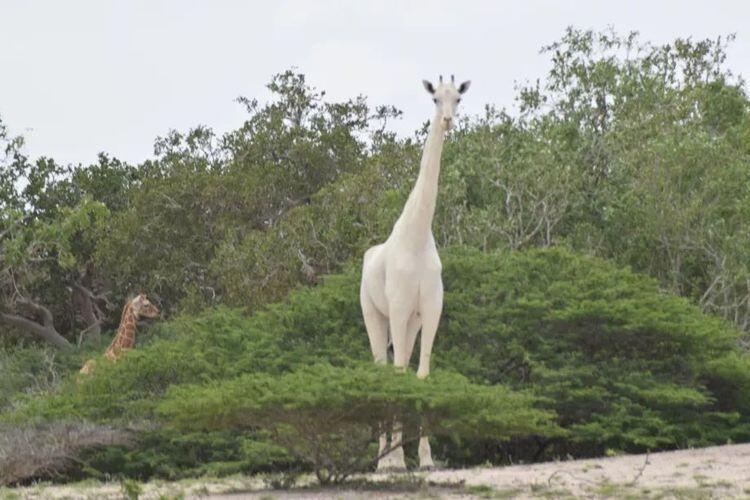 Tubuh Jerapah Ini Berwarna Putih dan Nggak Bercorak