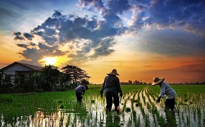 Teknologi Irigasi Israel Bisa Sulap Lahan Tandus Jadi Beras