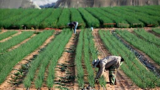 Teknologi Irigasi Israel Bisa Sulap Lahan Tandus Jadi Beras