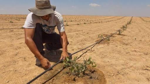 Teknologi Irigasi Israel Bisa Sulap Lahan Tandus Jadi Beras