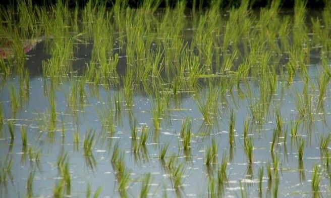 Teknologi Irigasi Israel Bisa Sulap Lahan Tandus Jadi Beras