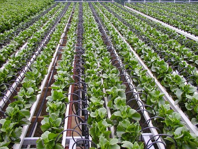 Teknologi Irigasi Israel Bisa Sulap Lahan Tandus Jadi Beras