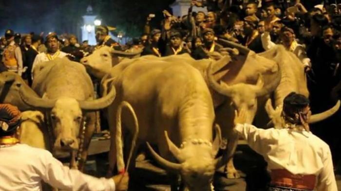 Mitos Kotoran Kerbau Bule yang Diperebutkan saat Kirab Malam 1 Muharram