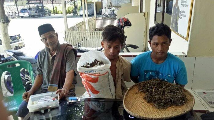 Kakek 80 Tahun Ini Tertangkap Edarkan 2 Kilogram Ganja Kering