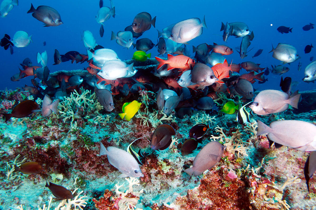 Pentingnya Terumbu Karang Bagi Ekosistem Laut dan Kehidupan Kita