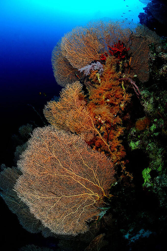 Pentingnya Terumbu Karang Bagi Ekosistem Laut dan Kehidupan Kita