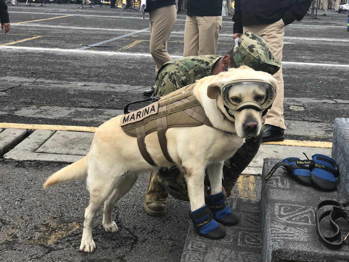 Mengenal Lebih Dekat Frida Anjing Penyelamat Korban Gempa Meksiko