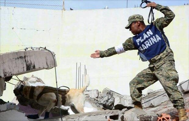 Mengenal Lebih Dekat Frida, Anjing Penyelamat Korban Gempa Meksiko