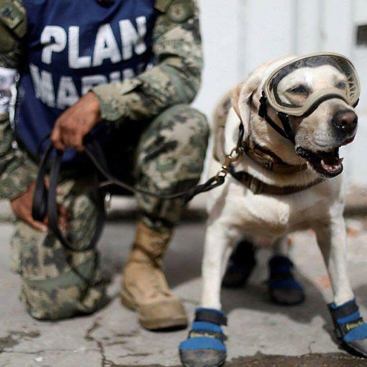 Mengenal Lebih Dekat Frida, Anjing Penyelamat Korban Gempa Meksiko