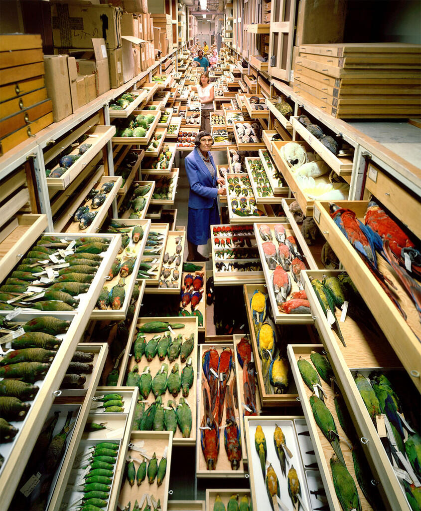 11 Foto koleksi The National Museum of Natural History ini memukau