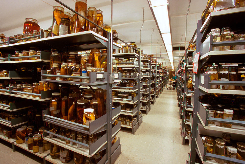 11 Foto koleksi The National Museum of Natural History ini memukau
