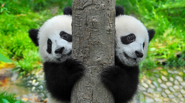 Pekan Depan, Sepasang Panda Asli Tiongkok Tiba di Jakarta