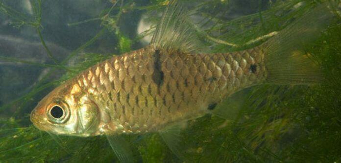 cerita sedih penuh hikmah Kisah Penuh Hikmah Putri Al Mishri dengan Ikan yang 