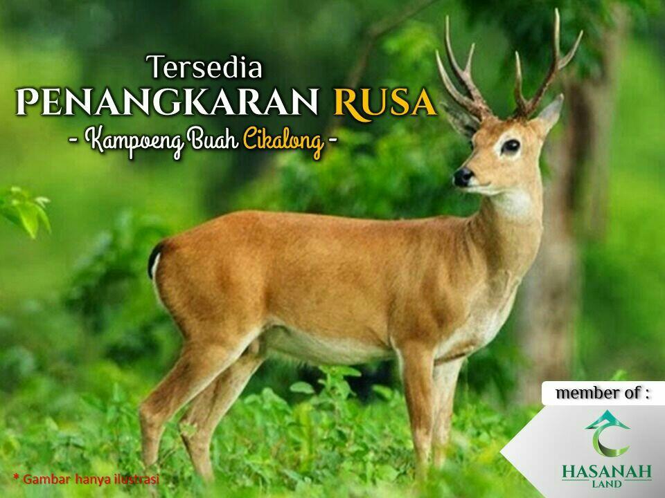 RAHASIA BOOMING MEIKARTA yang jarang diketahui oleh para Pebisnis Pemula