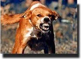 Mad Dog si Anjing Gila Yang Greget Dan Cara Penanganannya