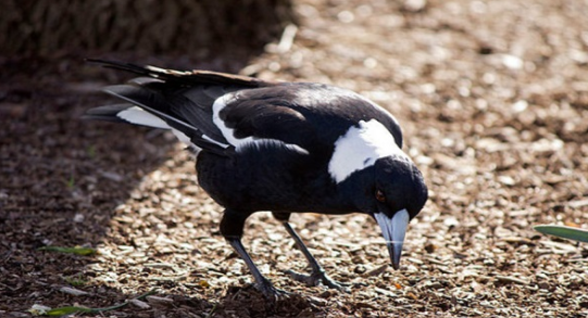 Mengerikan Gan! 4 Burung Ini Ternyata Mematikan bagi Manusia