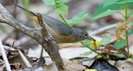 Mengerikan Gan! 4 Burung Ini Ternyata Mematikan bagi Manusia