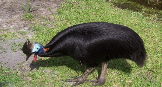 Mengerikan Gan! 4 Burung Ini Ternyata Mematikan bagi Manusia