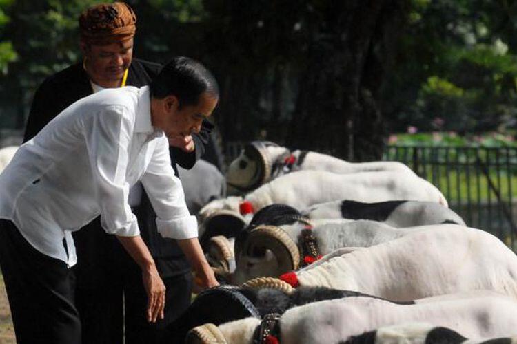 Jokowi Pamer Domba di Jambore Peternakan