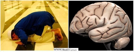 Subhanallah..!! bentuk Otak ternyata Seperti Orang Sujud