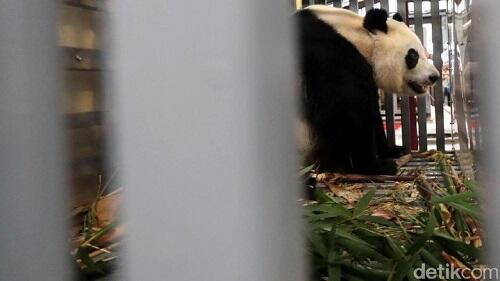 Lucunya Penampakan Panda yang Baru Sampai di Jakarta