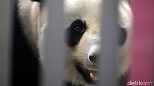 Lucunya Penampakan Panda yang Baru Sampai di Jakarta