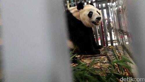 Lucunya Penampakan Panda yang Baru Sampai di Jakarta