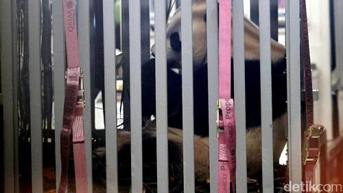 Lucunya Penampakan Panda yang Baru Sampai di Jakarta