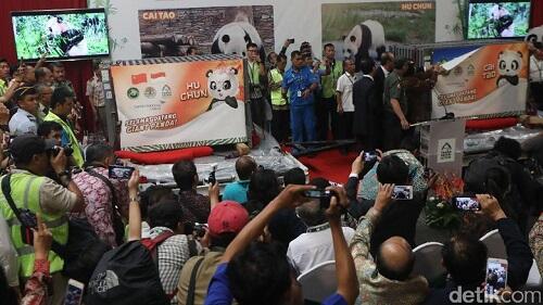 Lucunya Penampakan Panda yang Baru Sampai di Jakarta