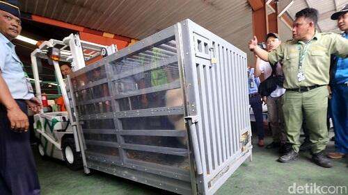 Lucunya Penampakan Panda yang Baru Sampai di Jakarta