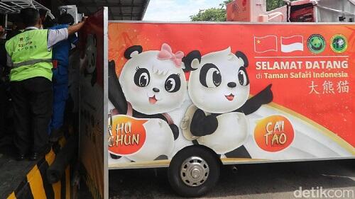 Lucunya Penampakan Panda yang Baru Sampai di Jakarta