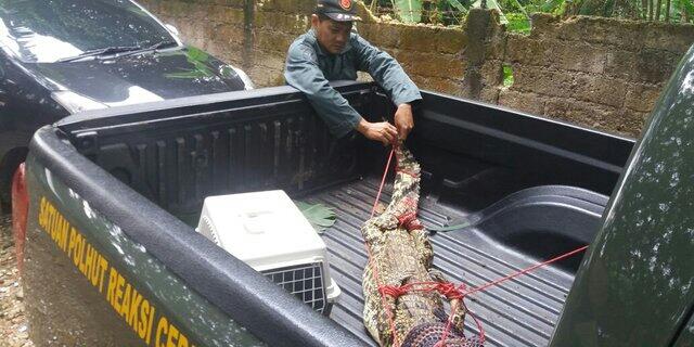 Sejumlah hewan langka dibawa petugas dari rumah Ki Mijil Pamungkas