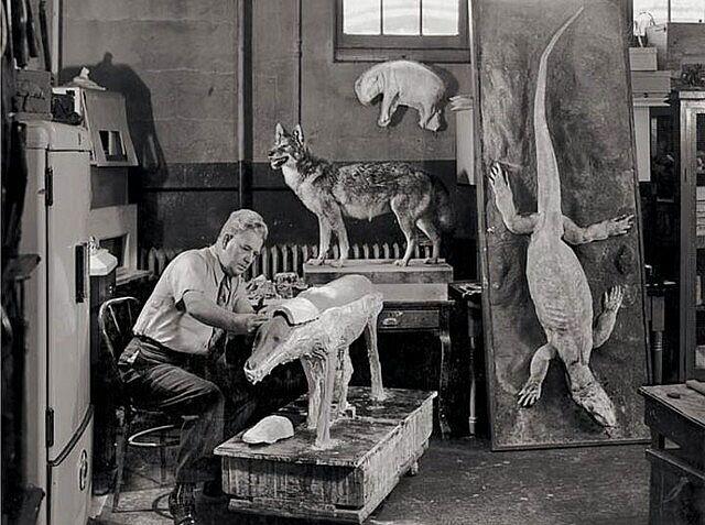 5 Hal Menarik Seputar Dunia Taksidermi