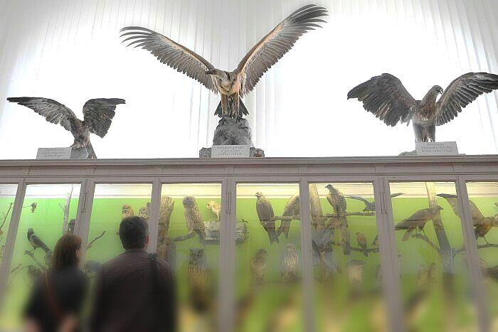 5 Hal Menarik Seputar Dunia Taksidermi