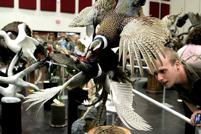 5 Hal Menarik Seputar Dunia Taksidermi