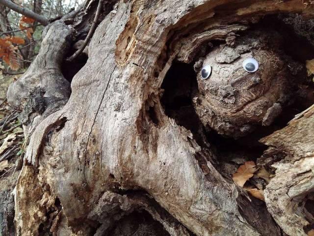 Googly Eyes Bisa Membuat Sesuatu Jadi Hidup 