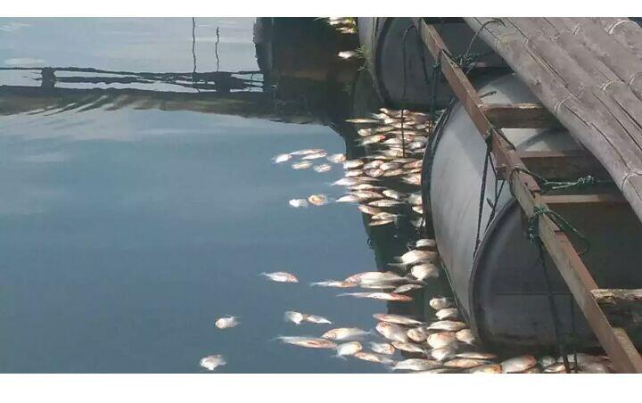 Ini Penyebab Ratusan Ton Ikan di Cianjur Mati Mendadak