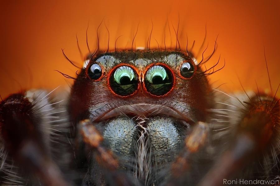 CARA MENGAMBIL FOTO MACRO DENGAN LENSA KIT TERBALIK