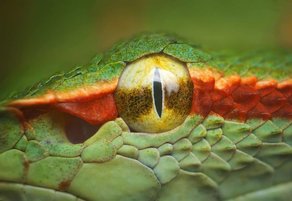 CARA MENGAMBIL FOTO MACRO DENGAN LENSA KIT TERBALIK