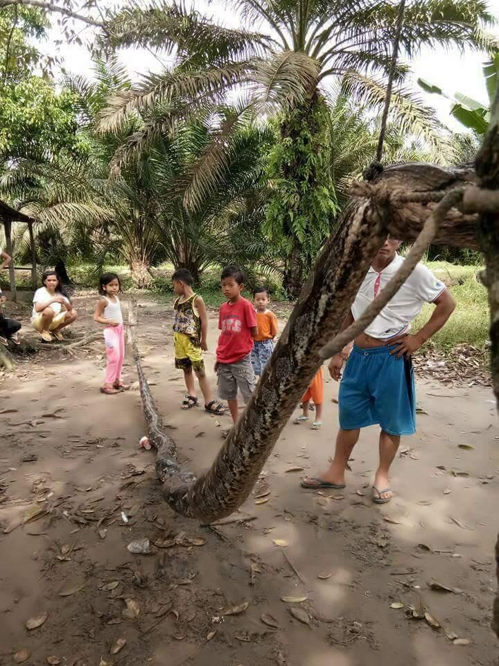 Warga Inhu diserang Ular Piton Raksasa