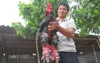 Ayam Lezat Di Vietnam Ini Harganya Sangat Mahal