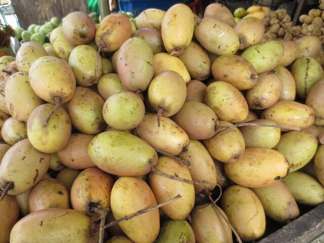 Terjual BIBIT TANAMAN LOKAL INDONESIA (JAMBLANG,KEPEL