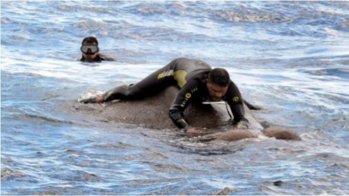 Aksi Dramatis Angkatan Laut Selamatkan Gajah yang Hampir Tenggelam di Lautan