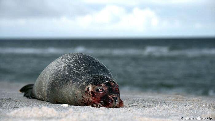 &#91;Photo Ark&#93; Dokumentasi Biodiversitas Sebelum Musnah 