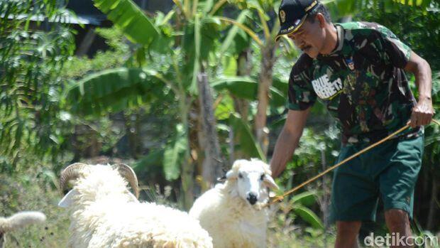 Sambilan Prajurit TNI Kita: dari Wasit Bola hingga Ngangon Kambing