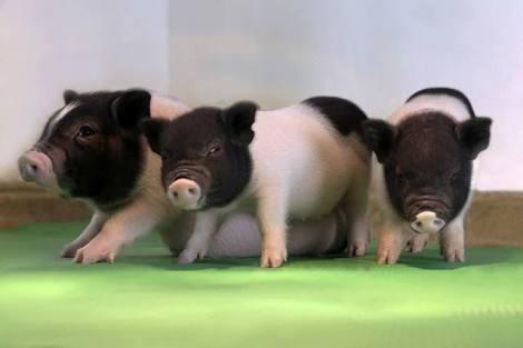 Babi Bebas Retrovirus Bisa Bantu Transplantasi Organ Hewan ke Manusia