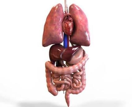 Babi Bebas Retrovirus Bisa Bantu Transplantasi Organ Hewan ke Manusia